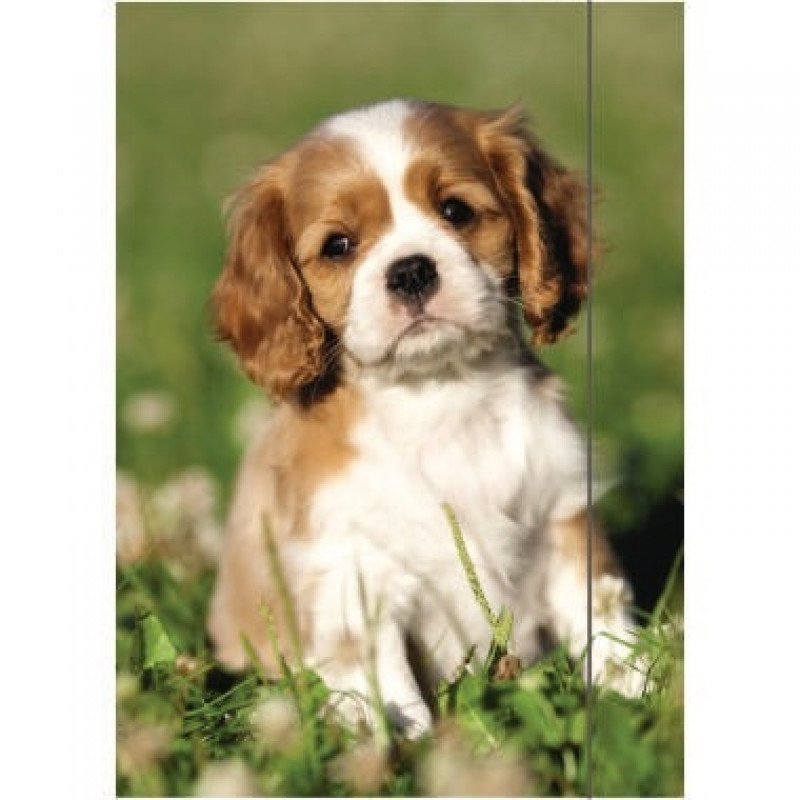 RNK Zeichenmappe Sweet Dog 4511 DIN A3 RNK Zeichenmappe Sweet Dog 4511 DIN A3